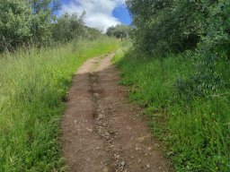 Flora del Cerro Masatrigo